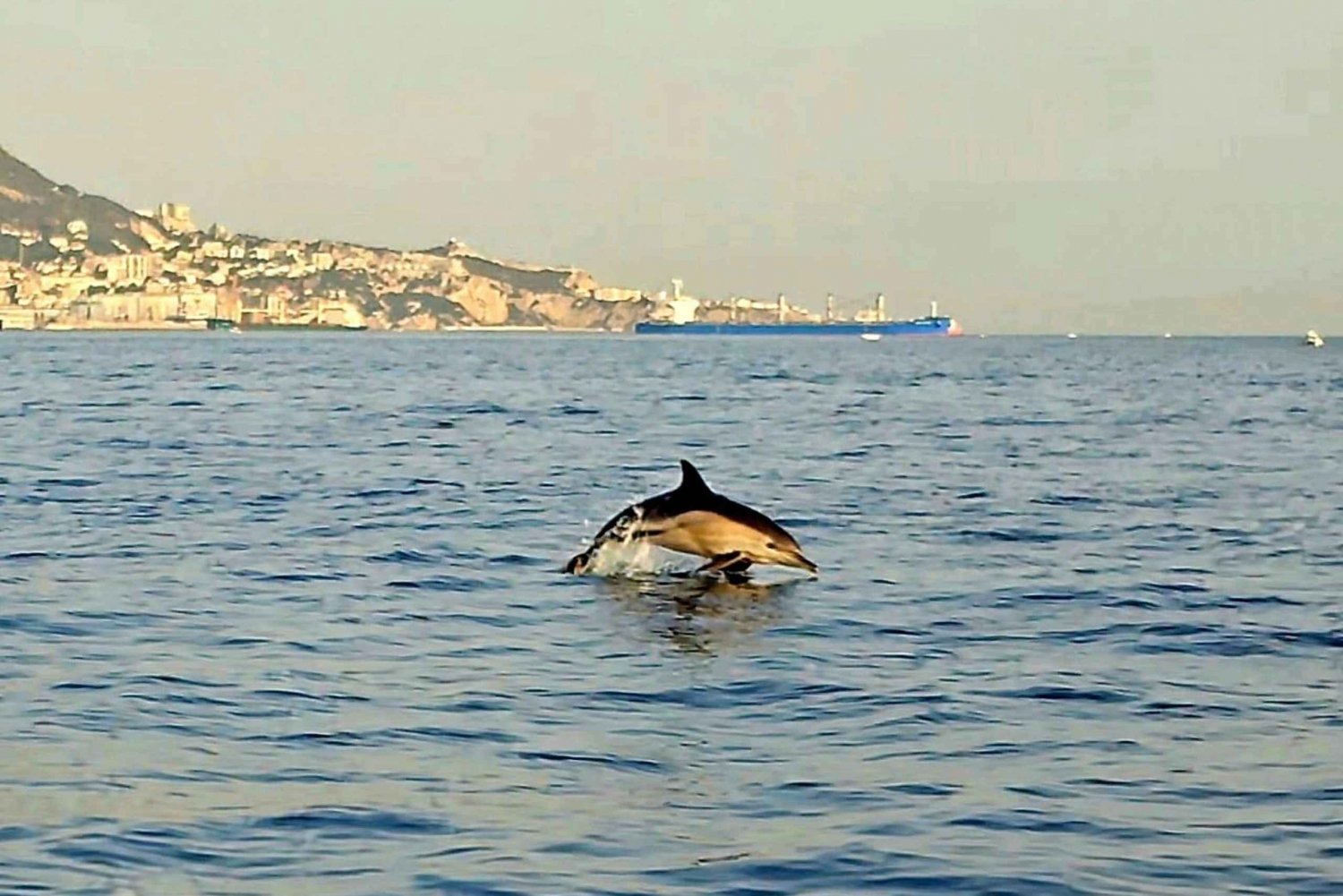 Dolphin Sighting, La Línea de la Concepción