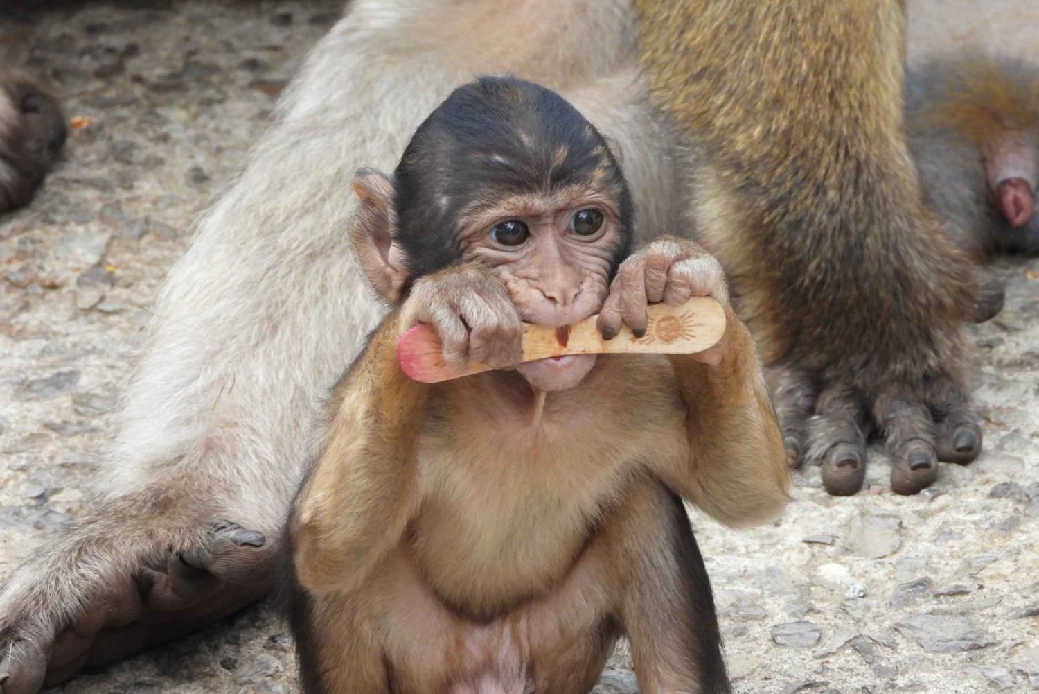 Из бухты Кадиса: однодневная поездка в Гибралтар с экскурсией по Скале