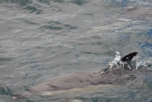 Von der Bucht von Cádiz: Tour zur Delfinbeobachtung in Gibraltar