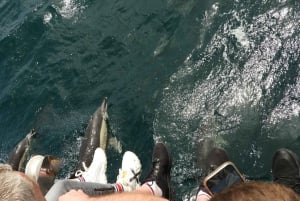 Von der Bucht von Cádiz: Tour zur Delfinbeobachtung in Gibraltar