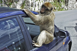 From Cadiz: Gibraltar Private Full-Day Trip