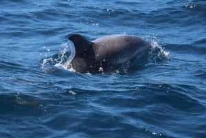 Z Costa del Sol: Obserwacja delfinów na Gibraltarze łodzią