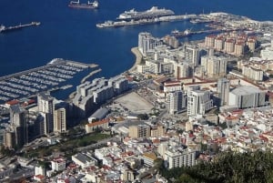Desde la Costa del Sol: Gibraltar Avistamiento de Delfines en Barco
