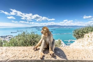 Från Malaga och Costa del Sol: Sightseeingtur i Gibraltar