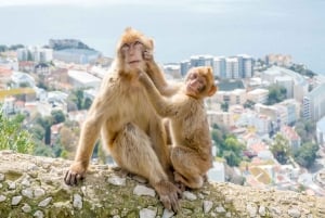 Von Malaga und der Costa del Sol aus: Sightseeingtour durch Gibraltar