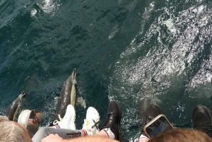 From Jerez: Gibraltar Dolphin Watching Tour with Free Time