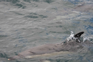 From Jerez: Gibraltar Dolphin Watching Tour with Free Time