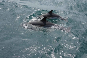 From Jerez: Gibraltar Dolphin Watching Tour with Free Time