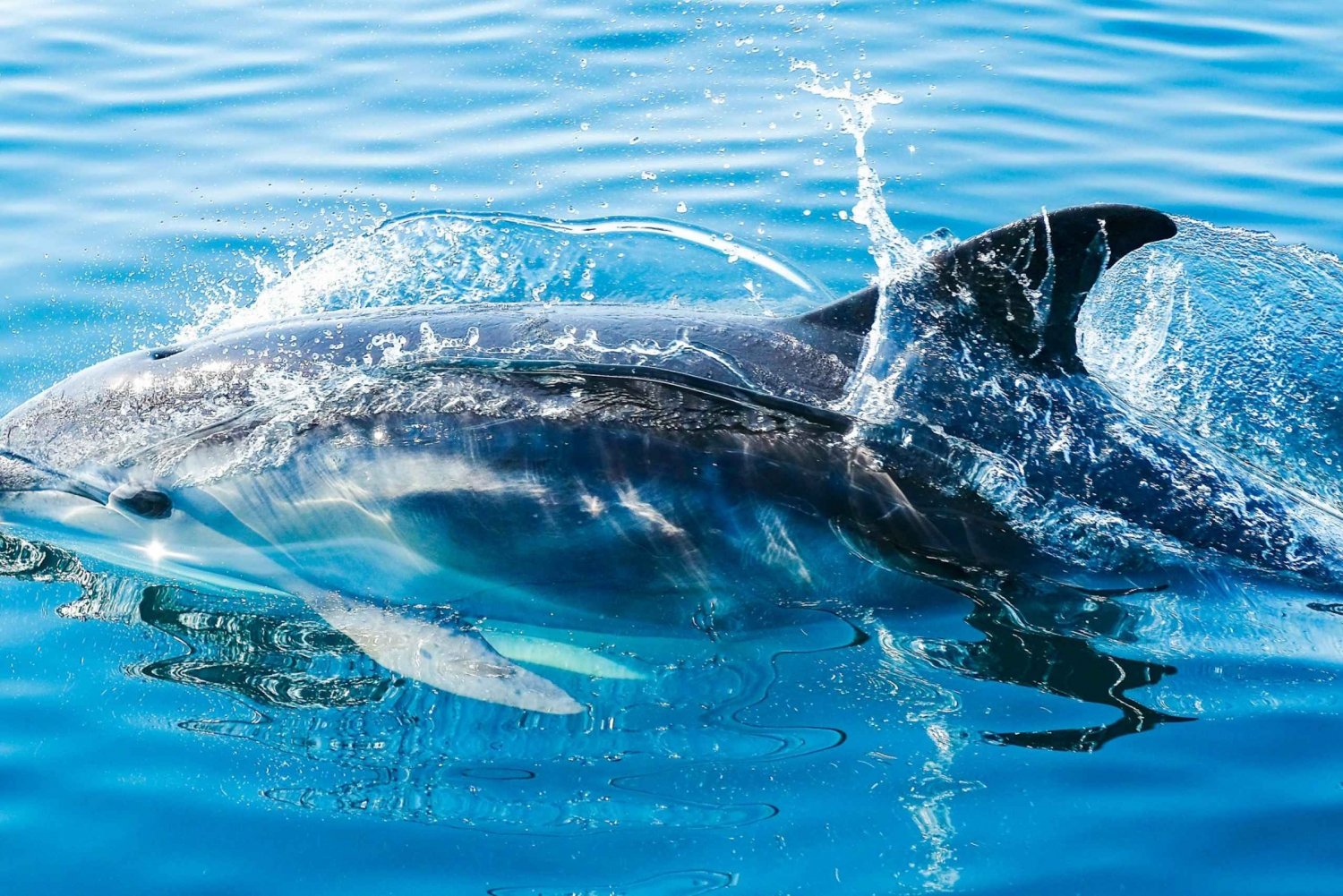 Från Malaga: Dagsutflykt till Gibraltar och båttur med delfiner