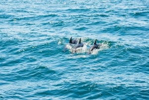 Desde Málaga: Excursión de un día a Gibraltar y Excursión en barco con delfines
