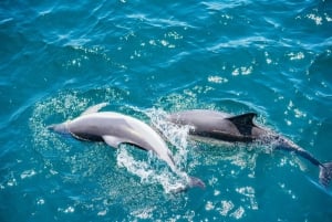 Z Malagi: jednodniowa wycieczka na Gibraltar i rejs delfinami