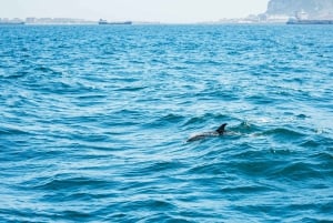 Från Malaga: Dagsutflykt till Gibraltar och båttur med delfiner