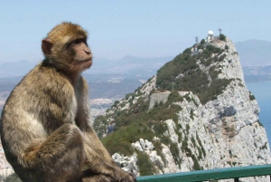 From Costa del Sol: Day Trip to Gibraltar with Guided Tour
