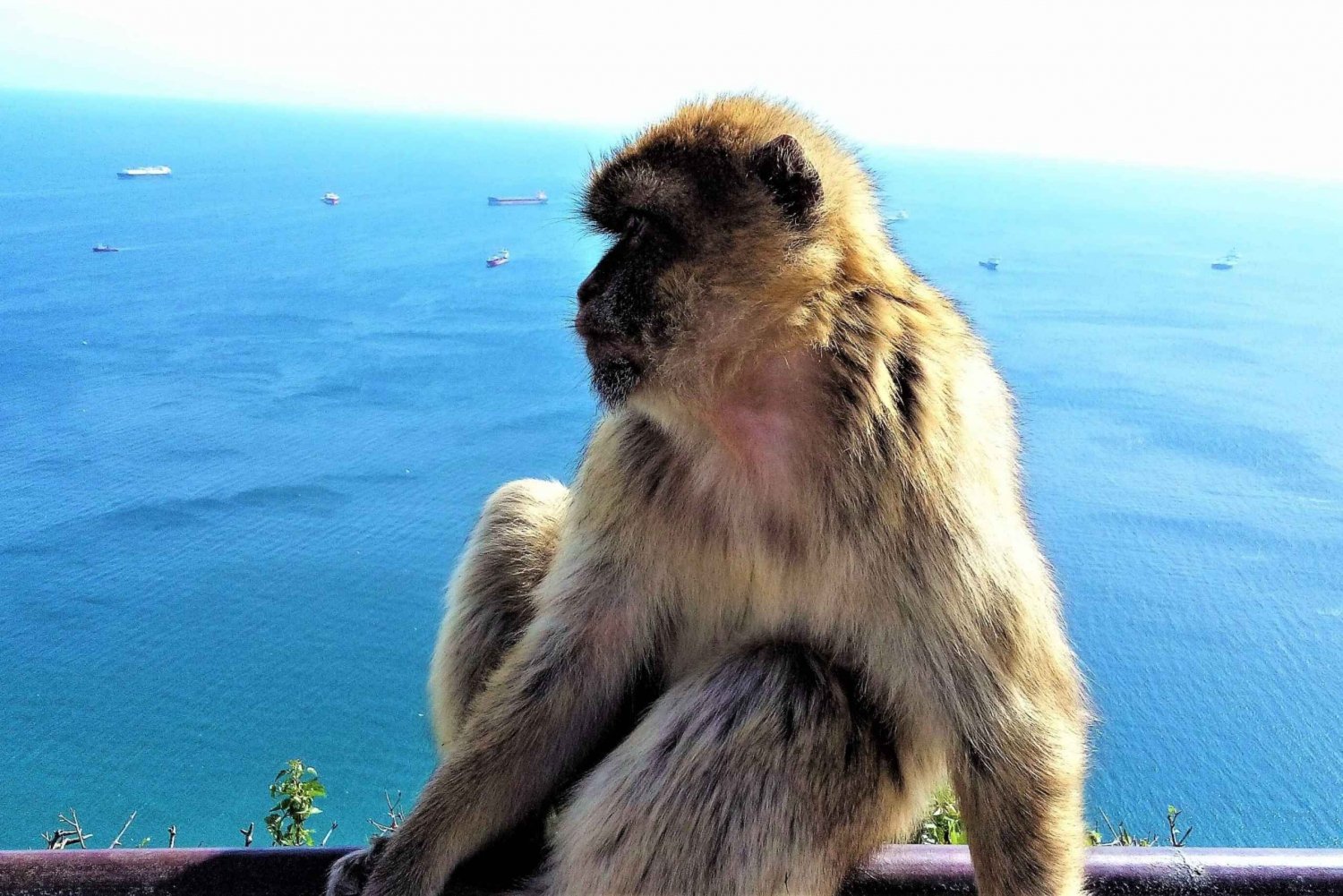 Fra Málaga eller Marbella: Privat rundtur i Gibraltar
