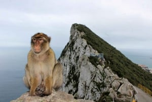 Fra Malaga: Privat dagstur til Gibraltarklippen