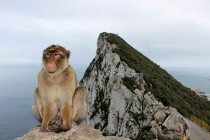 From Malaga: Private day trip to the Rock of Gibraltar