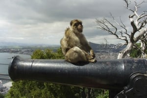 From Malaga: Rock of Gibraltar Private Skip-the-Line Tour