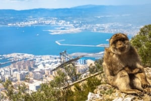 Depuis Marbella : Excursion privée à Gibraltar avec guide de région