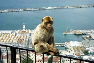 Vanuit Sevilla: Dagtrip naar Gibraltar