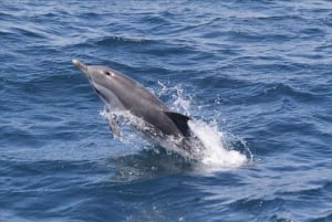From Seville: Gibraltar Dolphins Watching Day Trip