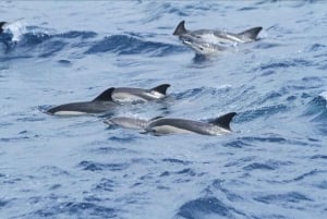 De Sevilha: viagem de um dia para observação de golfinhos em Gibraltar