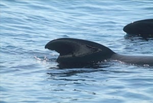 Fra Sevilla: Dagstur til Gibraltar for at se på delfiner