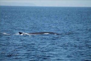 Da Siviglia: gita di un giorno per l'osservazione dei delfini di Gibilterra