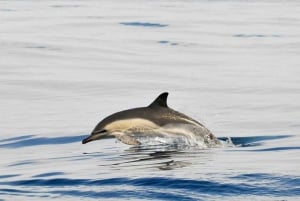 Från Sevilla: Dagsutflykt till Gibraltar för delfinskådning