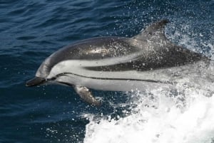 Vanuit Sevilla: dagtrip naar dolfijnen kijken naar Gibraltar