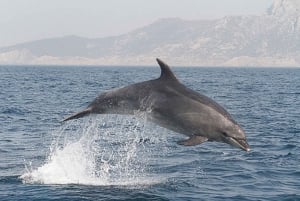 Depuis Séville : Journée d'observation des dauphins de Gibraltar