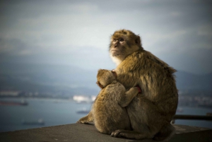 From Seville: Gibraltar Sightseeing Tour