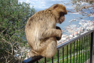 From Tarifa Area: Gibraltar Sightseeing Tour