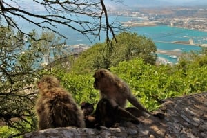 Gibraltar ja Mijas – päiväkierros vapaa-ajalla Málagasta