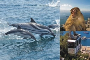 Gibraltar Cable Car & Dolphin Watch