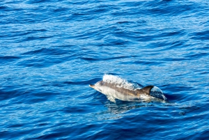 Gibraltar: Dolphin Watch Cruise & Cable Car Fast Track Combo