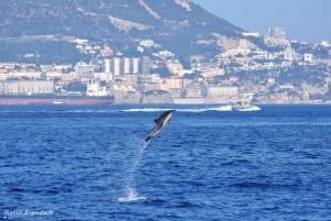 Gibraltar: Dolphin Watch Cruise & Cable Car Fast Track Combo