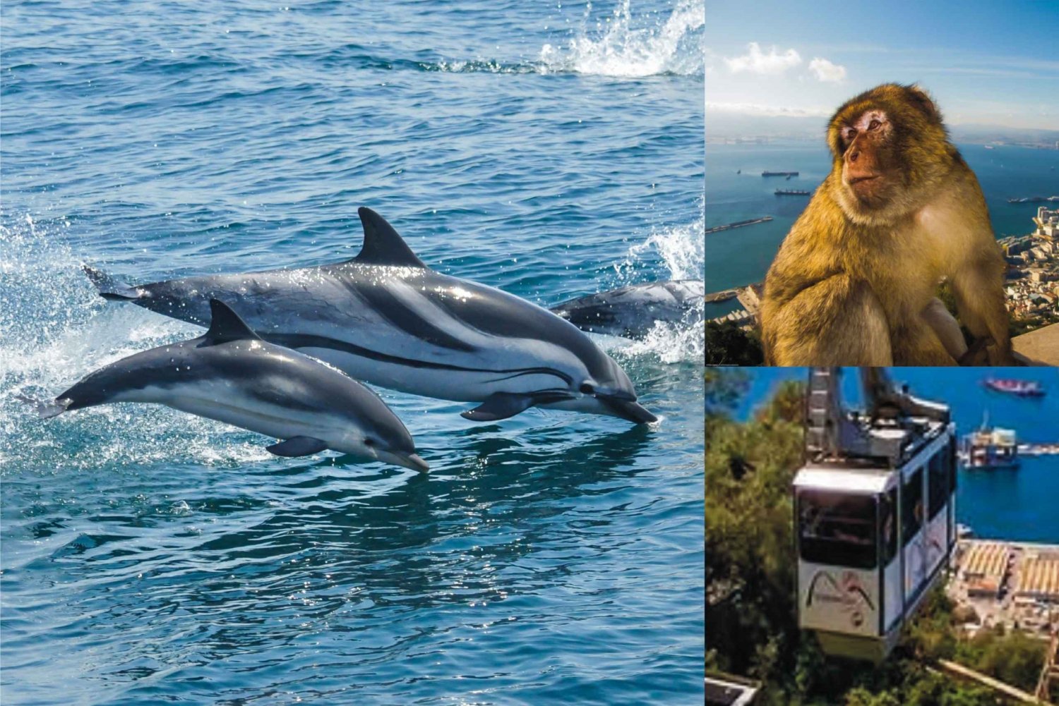 Gibraltar: voorrangscombiticket dolfijnencruise & kabelbaan