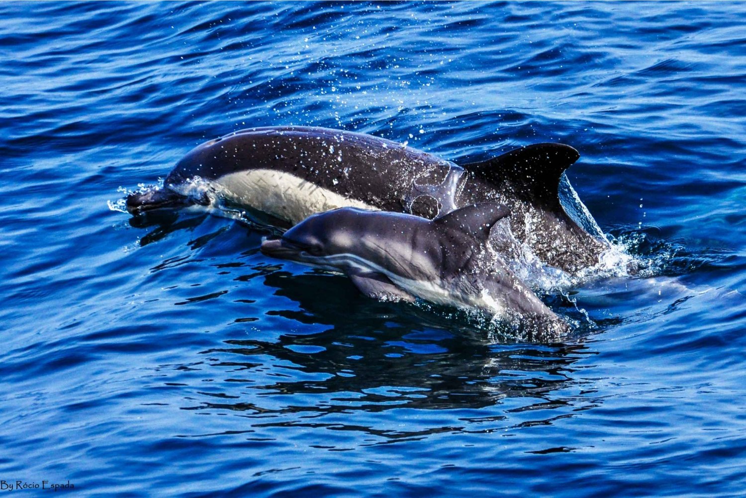 Gibraltar: Dolphin Watch Cruise & Cable Car Fast Track Combo