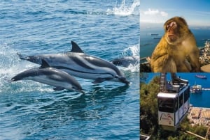 Gibraltar: Dolphin Watch Cruise & Cable Car Fast Track Combo