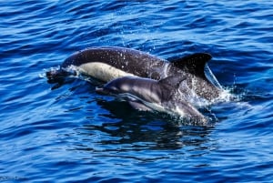 Gibraltar: Dolphin Watch Cruise & Cable Car Fast Track Combo