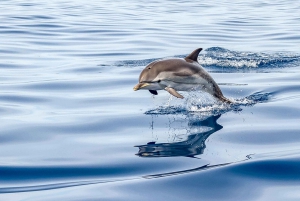 Gibraltar: rejs z obserwacją delfinów i kolejka linowa bez kolejki