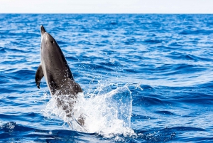 Gibraltar: rejs z obserwacją delfinów i kolejka linowa bez kolejki