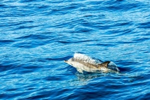 Gibraltar: Dolphin Watch Cruise & Cable Car Fast Track Combo