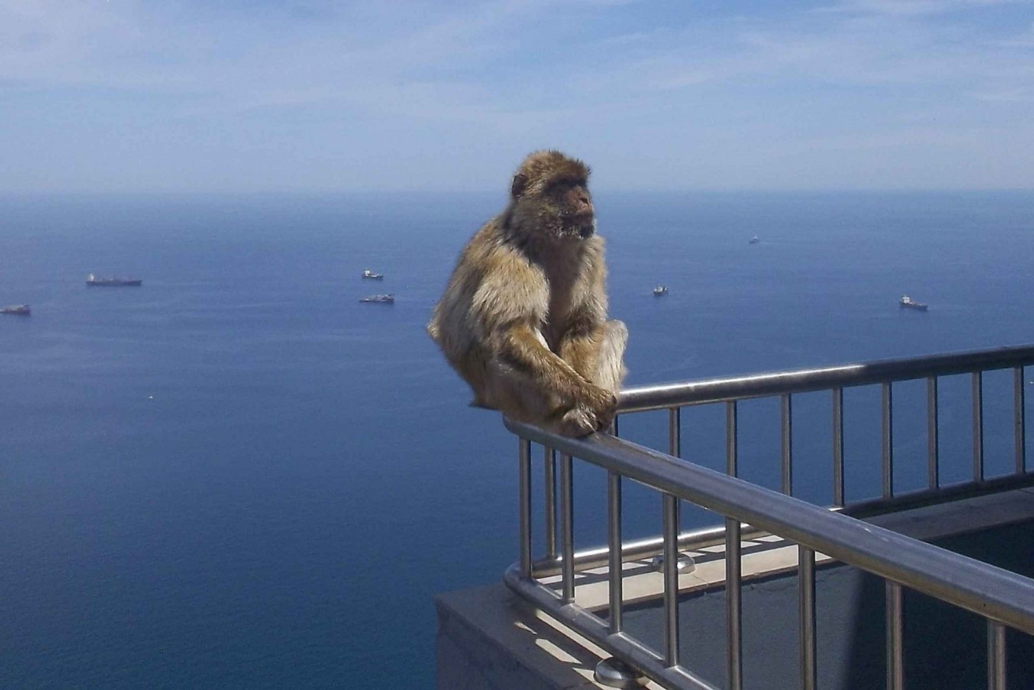 Gibraltarin delfiinien katselukierros