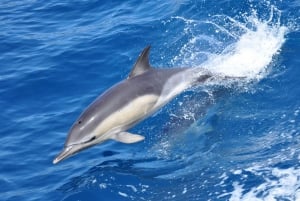 Gibilterra: tour di osservazione dei delfini