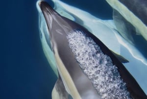 Gibraltar : croisière avec les dauphins