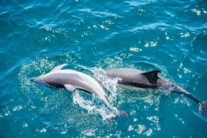 Gibraltar: Delfin Watching-Tour