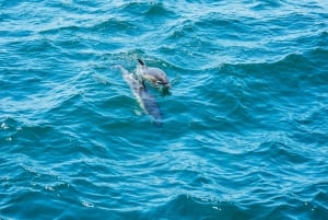 Gibraltar: dolfijnen spotten in de baai