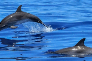 Gibraltarin delfiinien katselukierros