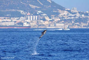 Gibraltar: Dolphin Watching Tour